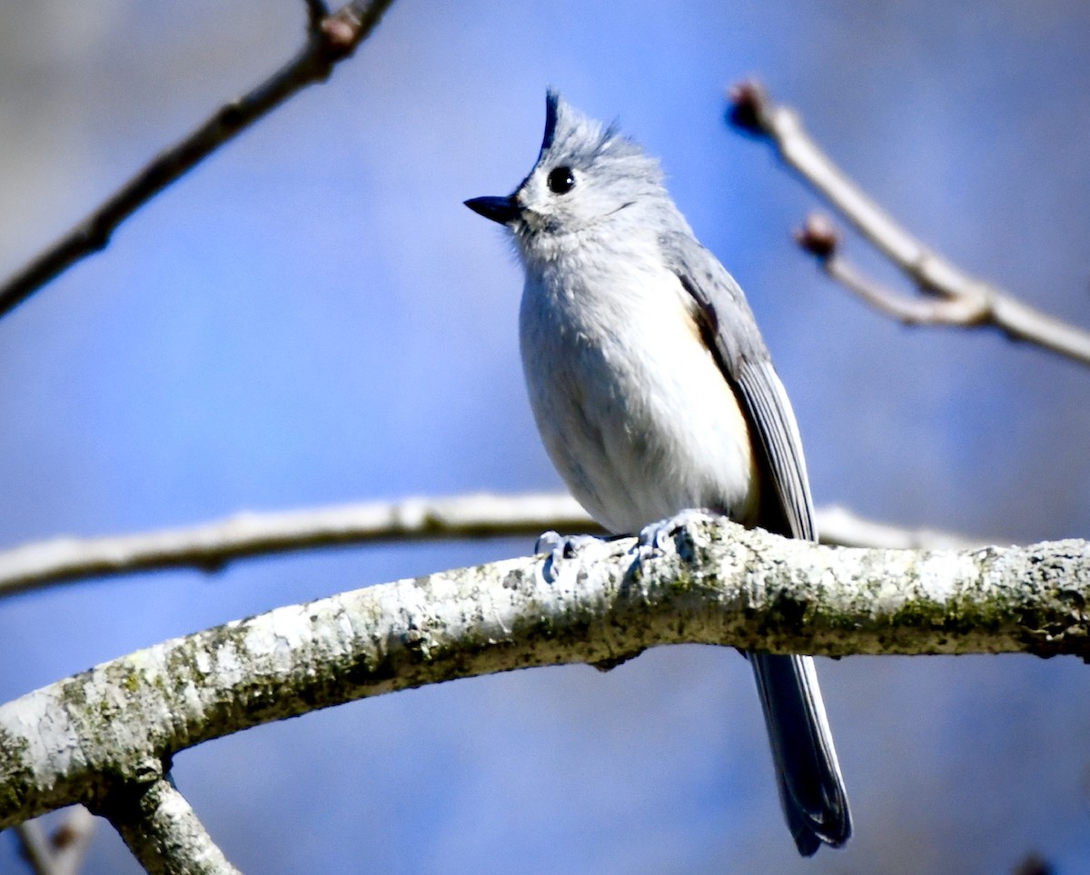 Tufted Titmouse - Sophie Lee