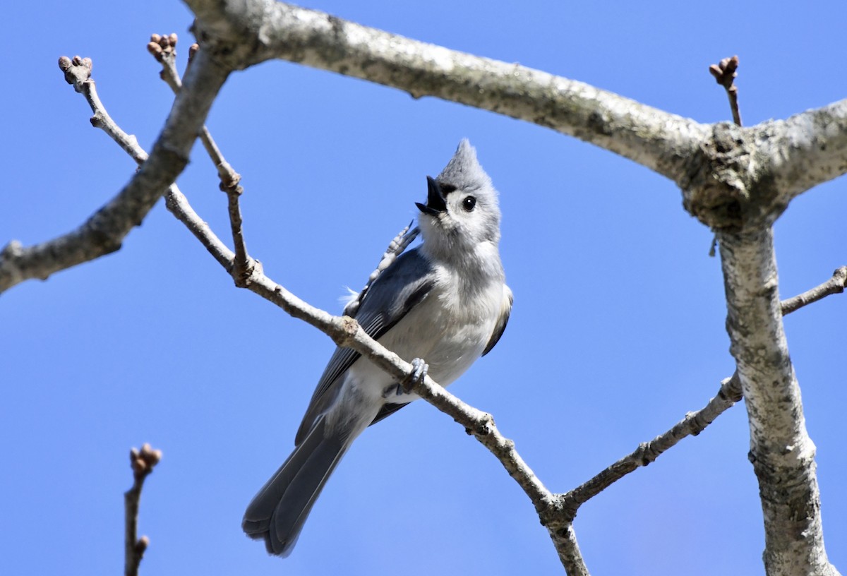 Tufted Titmouse - ML221827681