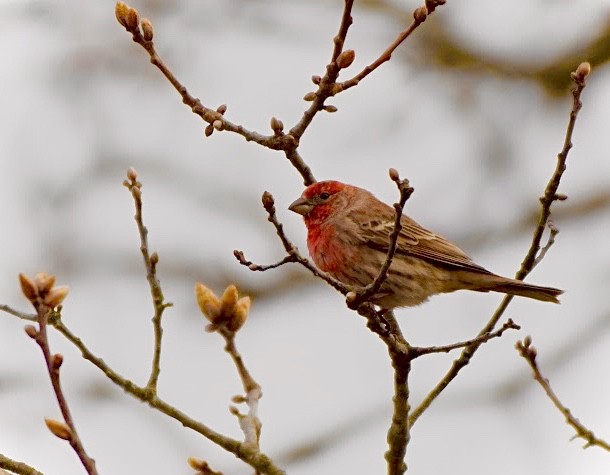 House Finch - Sophie Lee