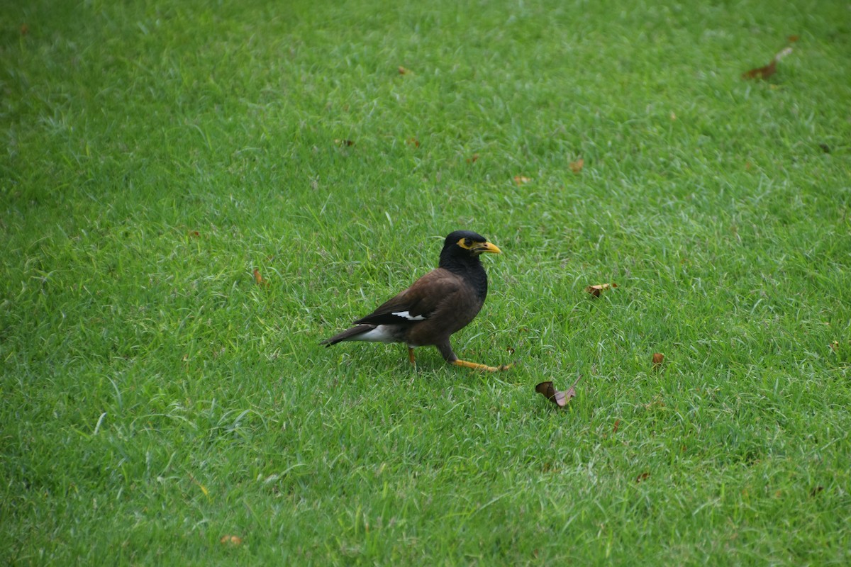 Common Myna - Patricia Smart