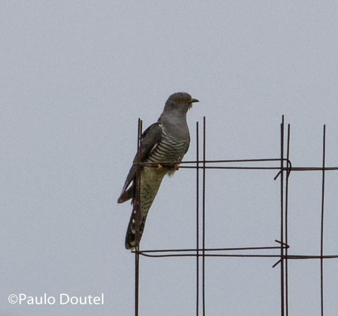 Common Cuckoo - ML221829061
