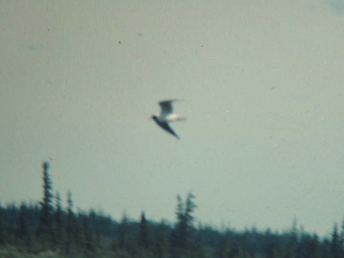 Black-headed Gull - ML221830381