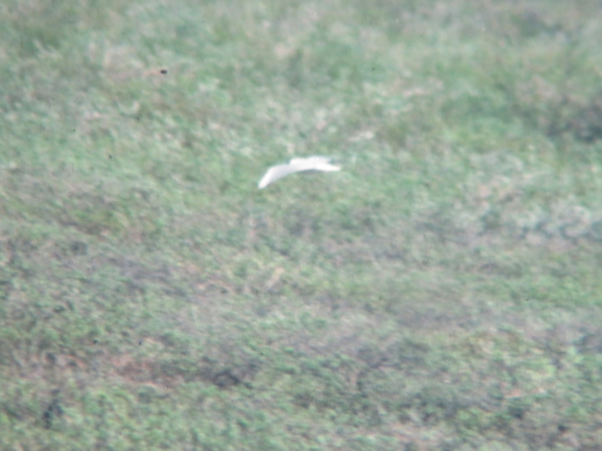 Black-headed Gull - ML221830561