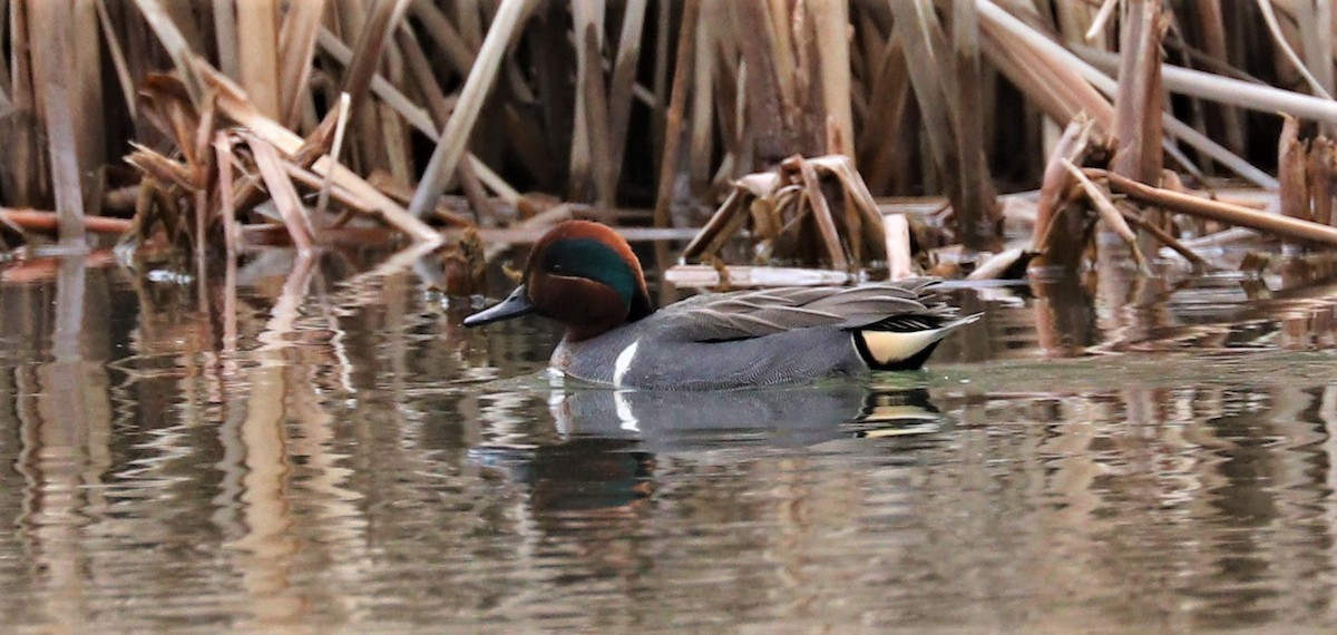 Green-winged Teal - Lynda Noel