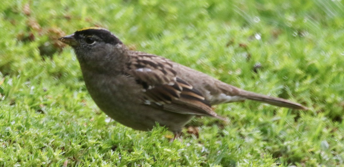 Golden-crowned Sparrow - ML221831101