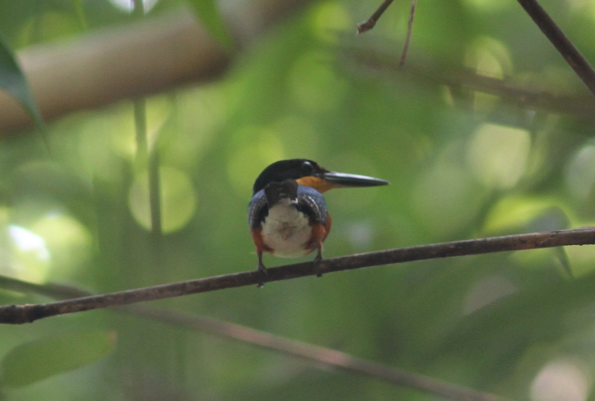 American Pygmy Kingfisher - ML221832441