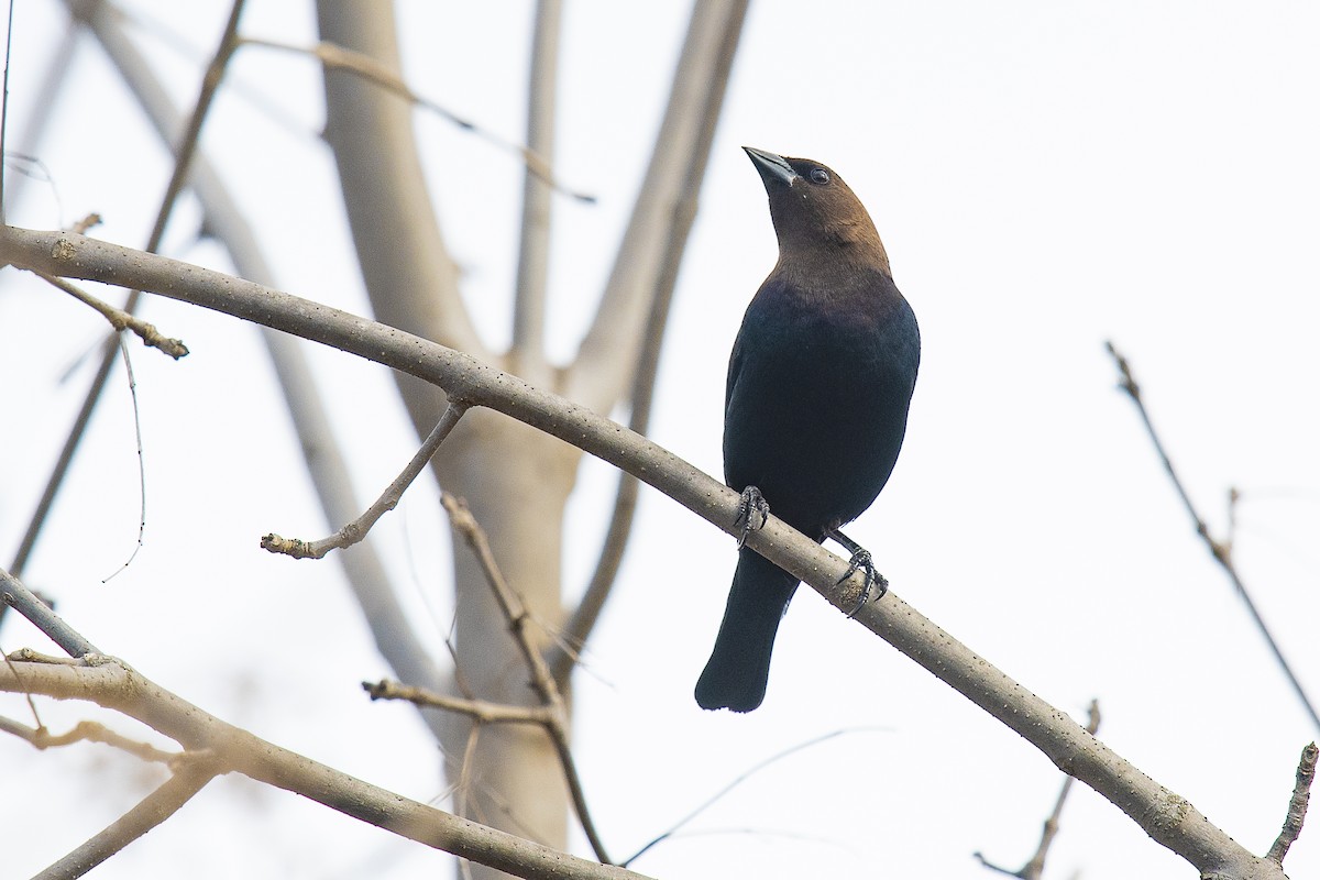 Brown-headed Cowbird - ML221832621