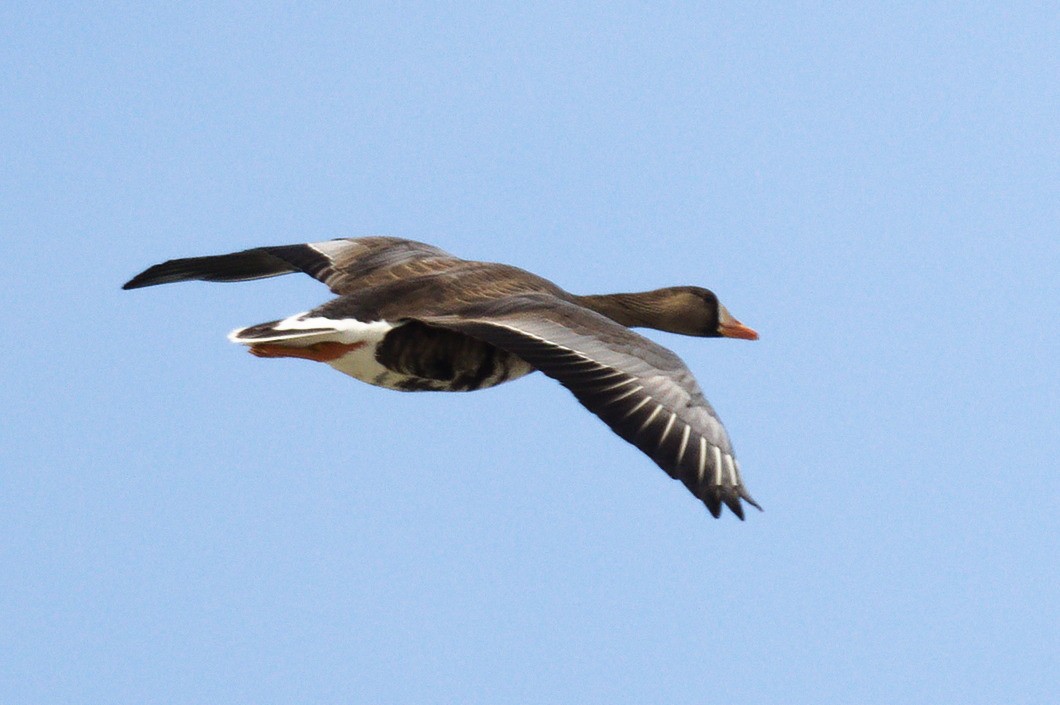 Greater White-fronted Goose - ML221833091