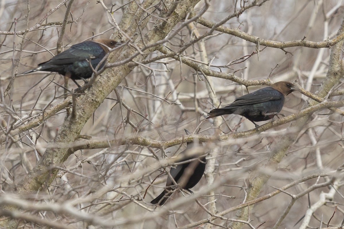 Brown-headed Cowbird - ML221833181