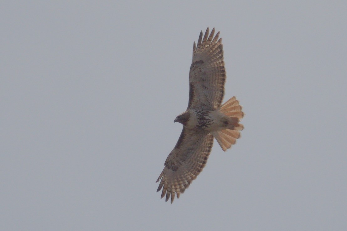 Red-tailed Hawk - Brian Sterenberg