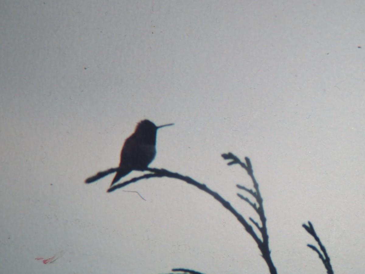 Rufous Hummingbird - Rudolf Koes