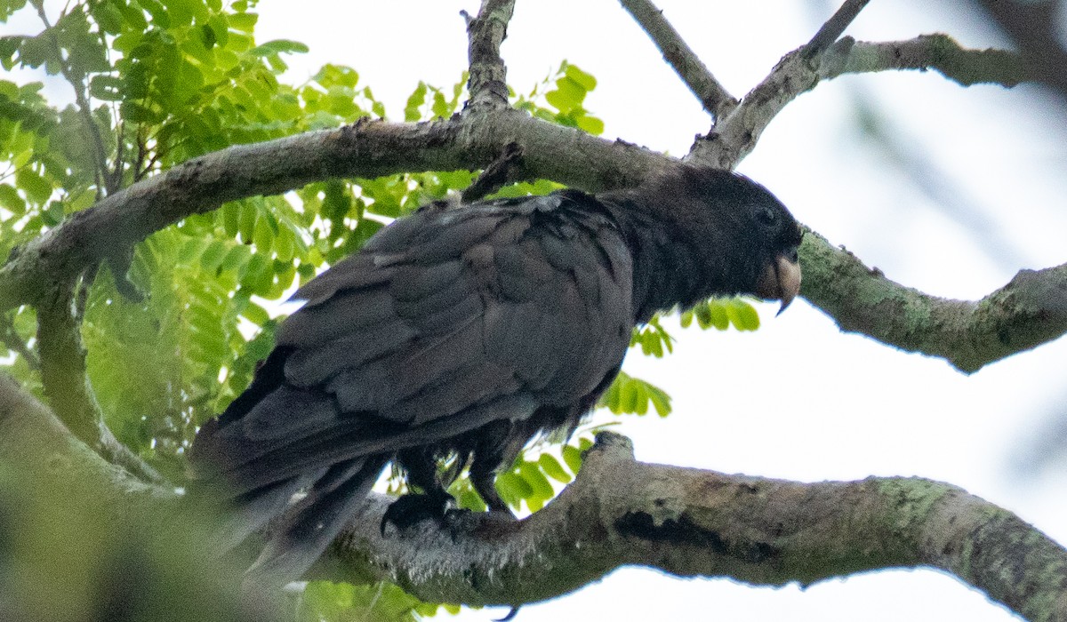 Lesser Vasa Parrot - Susan Mac