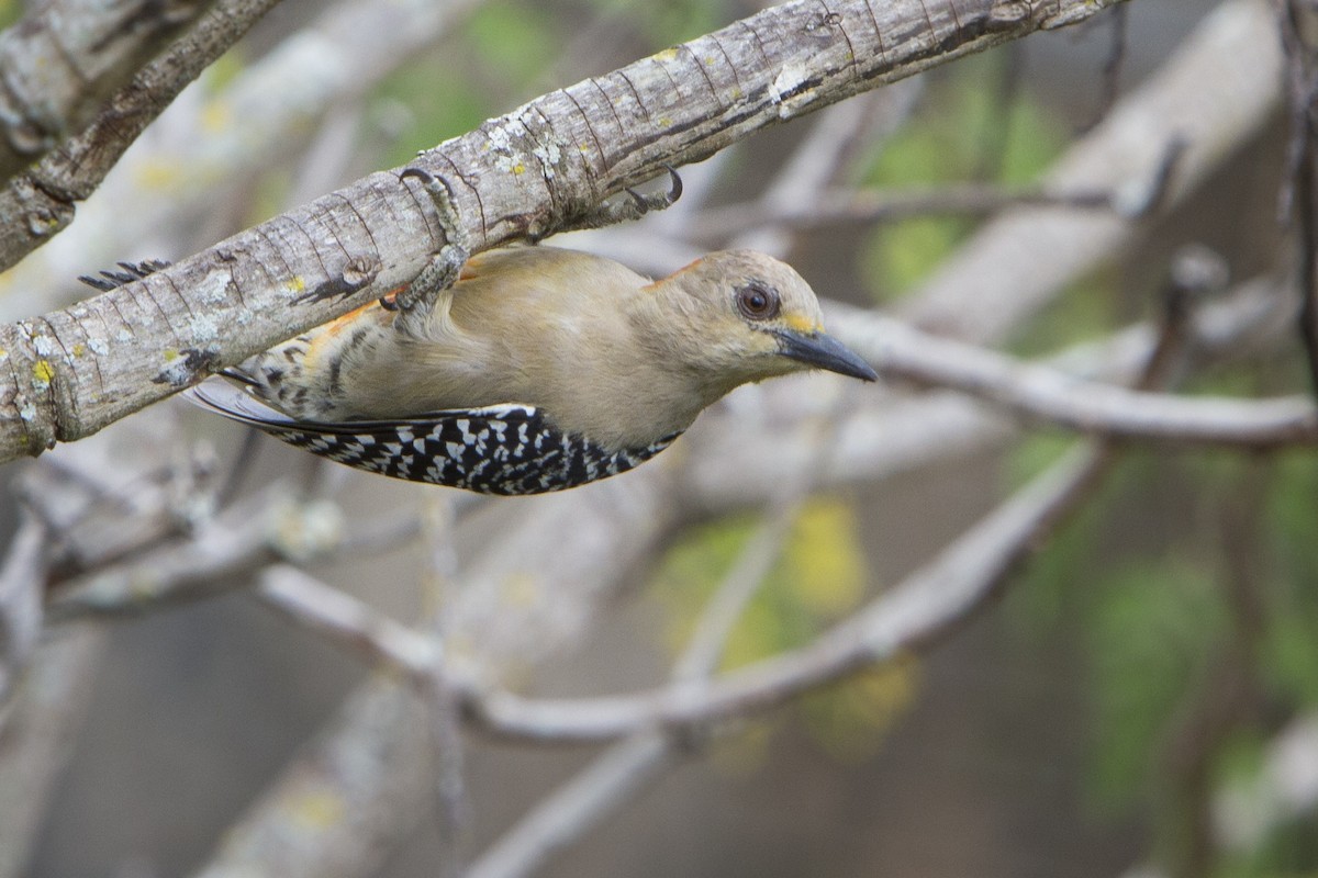 Red-crowned Woodpecker - ML221836991