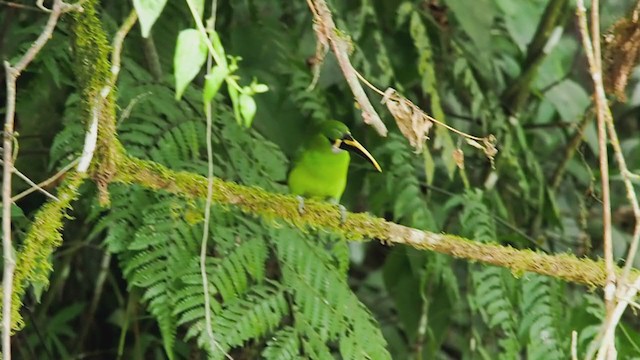 Toucanet à gorge blanche - ML221838471