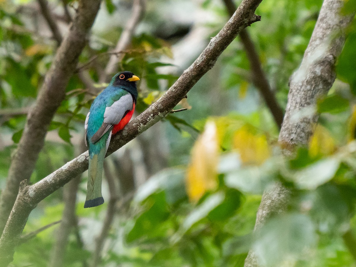 Elegant Trogon - Chris Fischer