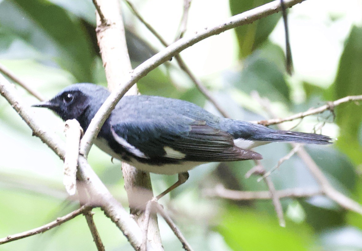 Black-throated Blue Warbler - ML221838891