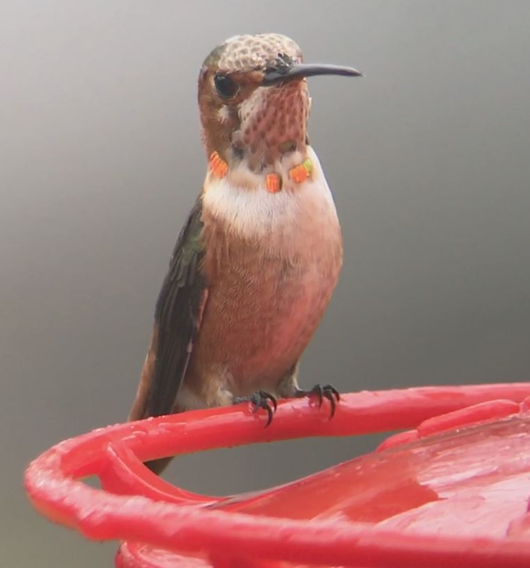 Allen's Hummingbird - Mark McShane