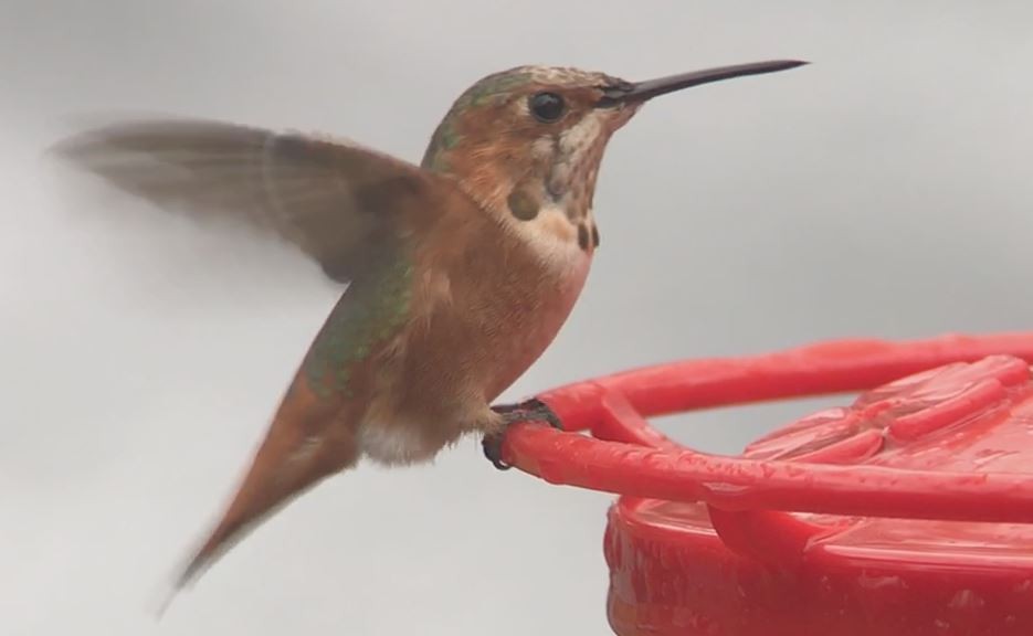 Allen's Hummingbird - Mark McShane