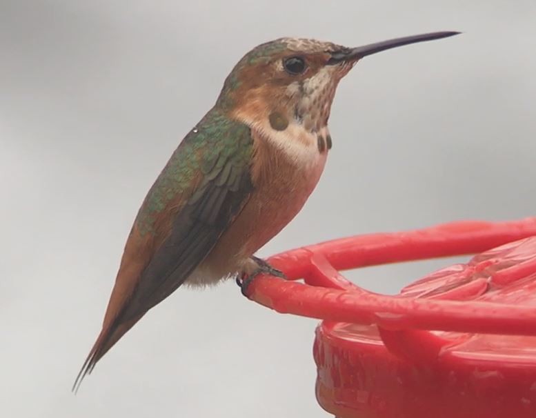 Allen's Hummingbird - Mark McShane