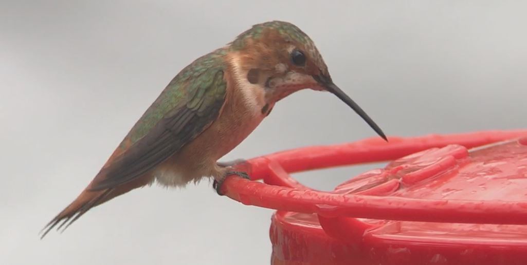 Allen's Hummingbird - ML221839781