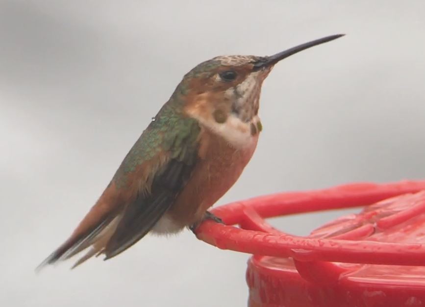 Allen's Hummingbird - ML221839801