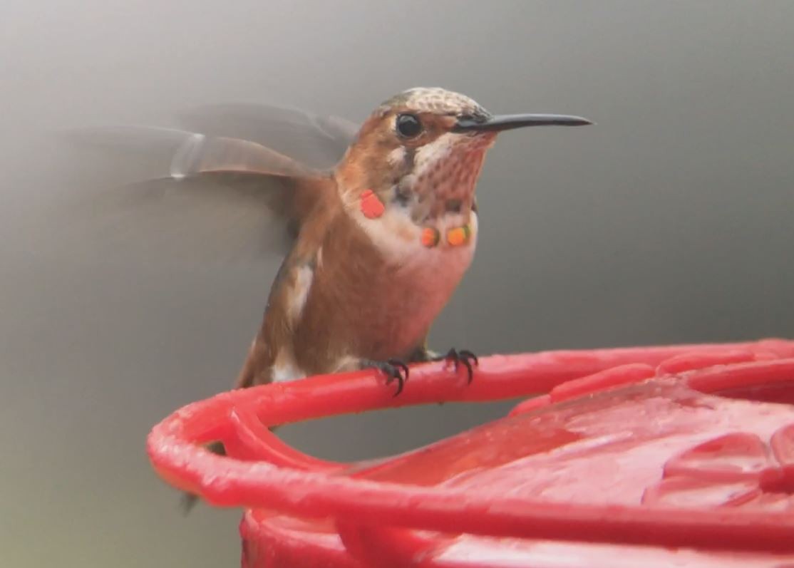 Allen's Hummingbird - ML221840601