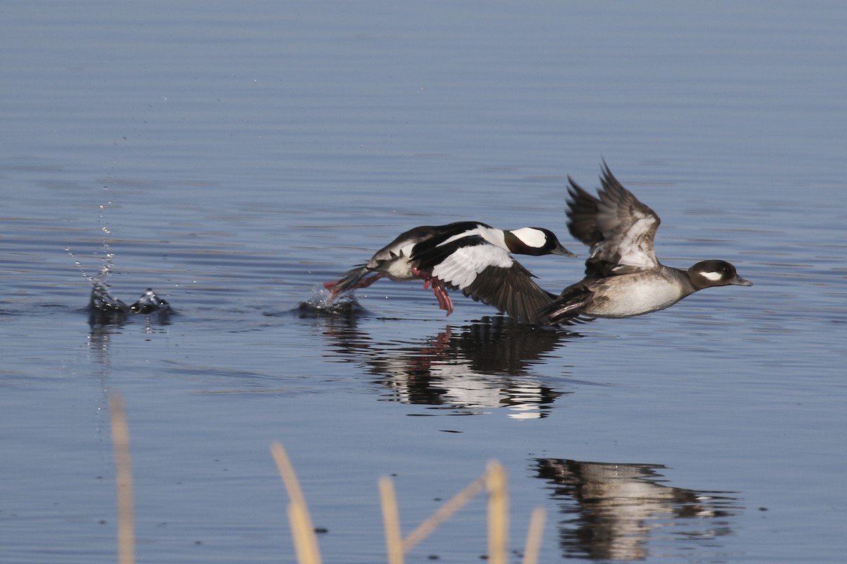 Bufflehead - ML221841651