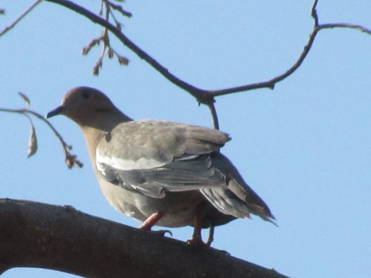 White-winged Dove - ML221842091