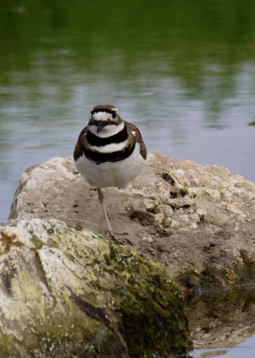 Killdeer - ML221843171