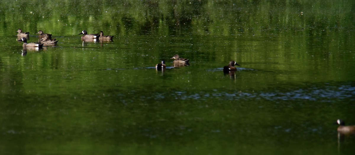 Blue-winged Teal - ML221843241
