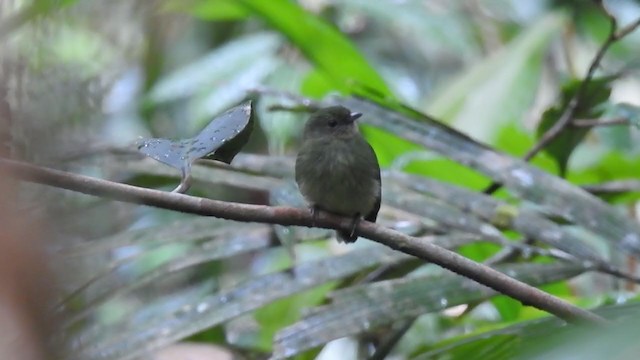 Manakin à tête bleue - ML221844031