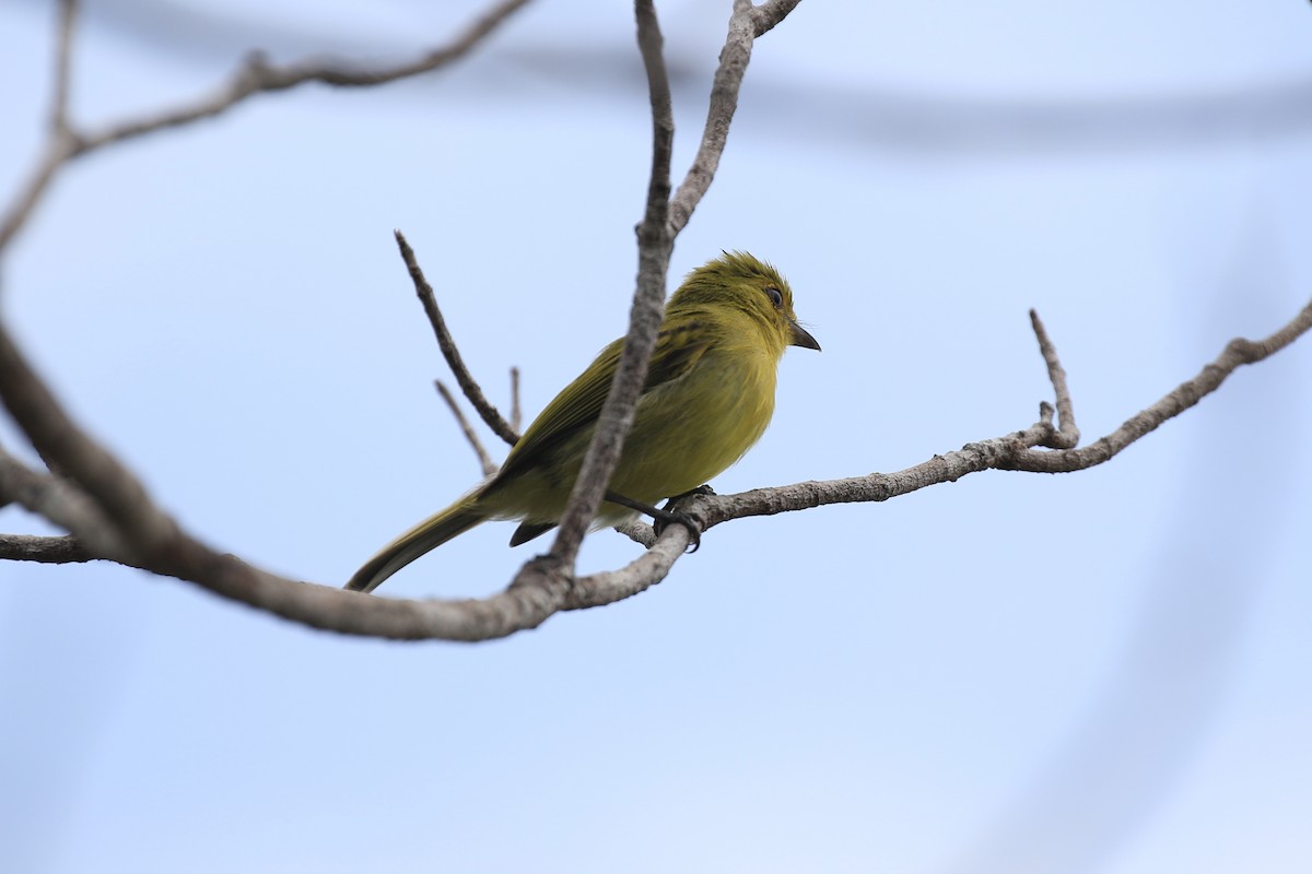 Ochre-lored Flatbill - ML221844261