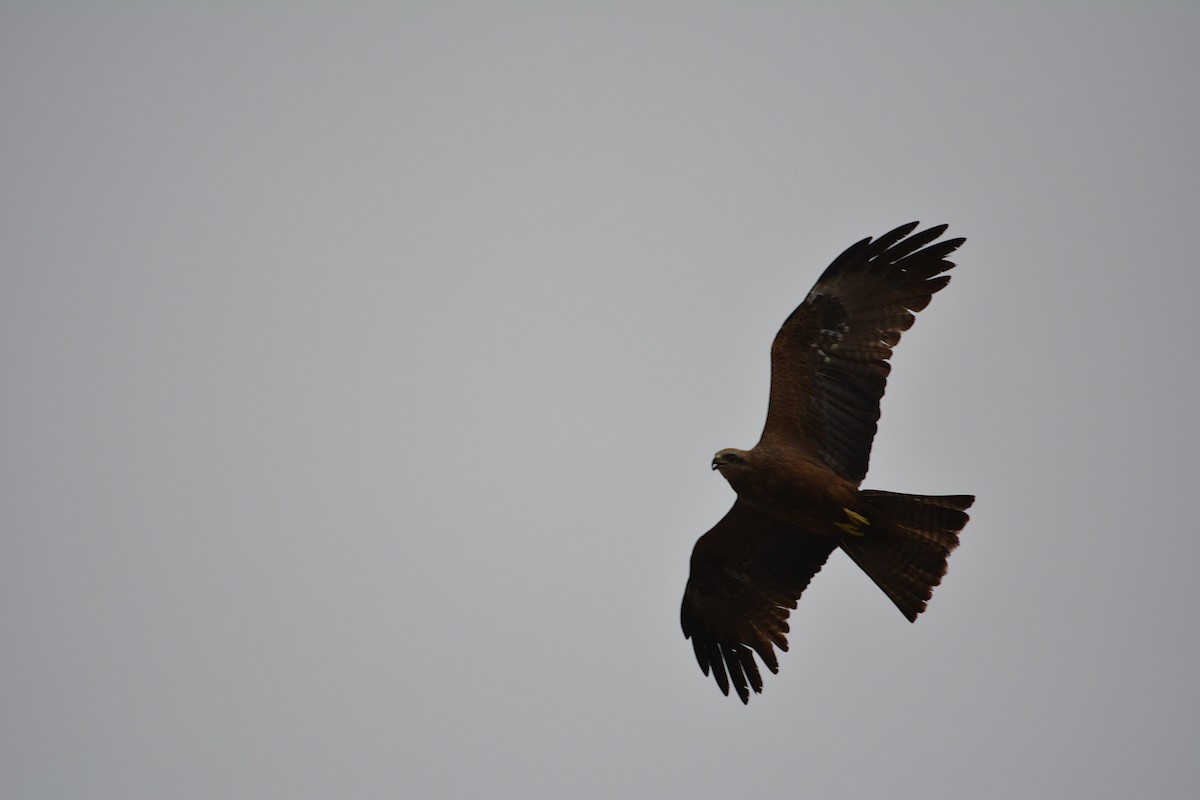 Black Kite - ML221844811