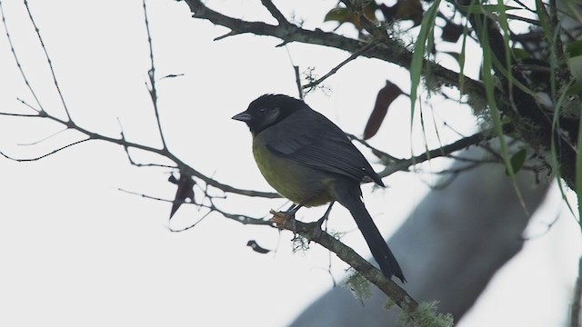 Santa Marta Brushfinch - ML221845491