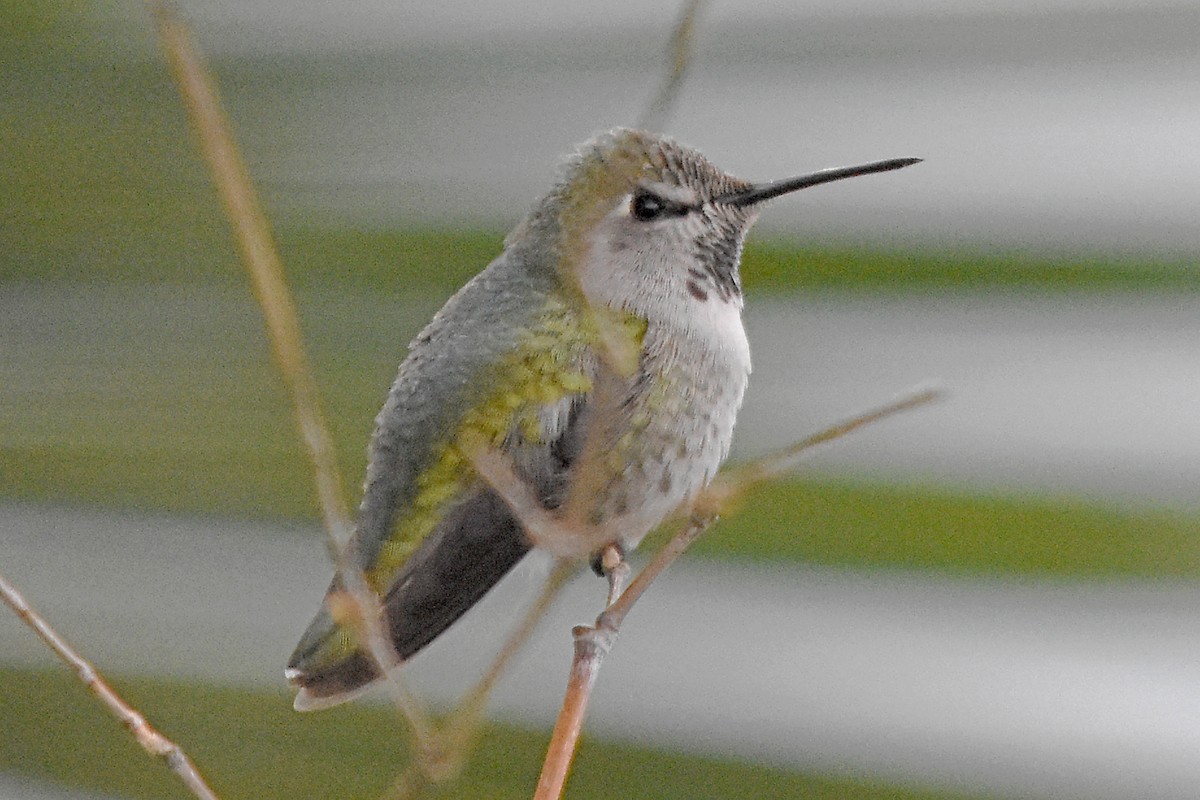 Colibrí de Anna - ML22184861