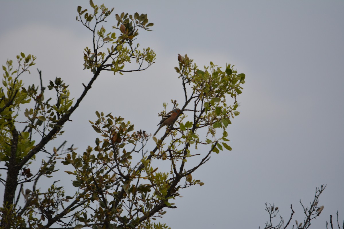 Common Chaffinch - ML221849251