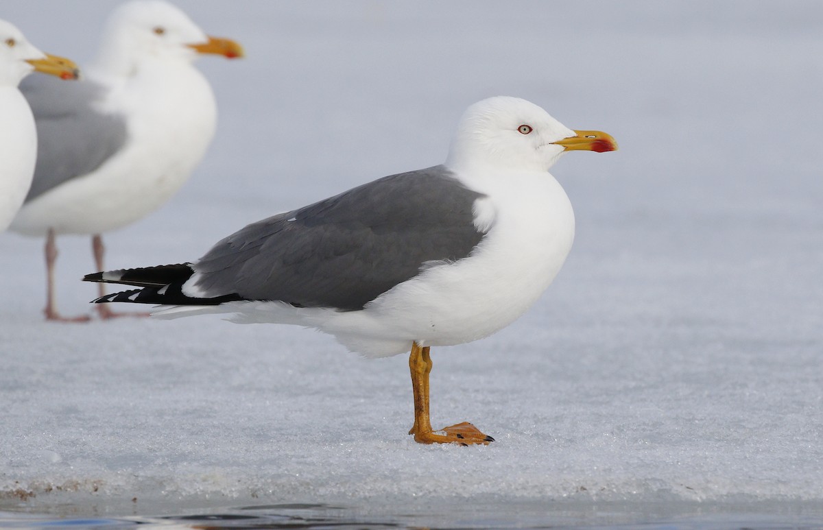 Yellow-legged Gull - ML221849411