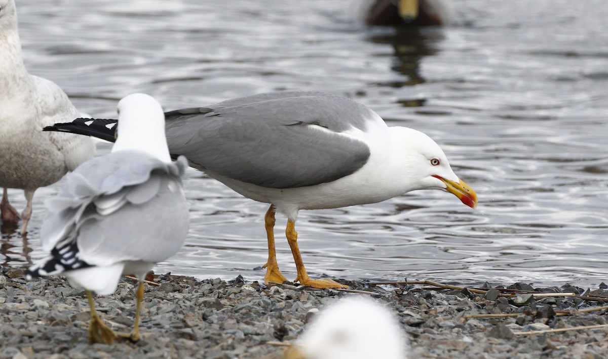 Yellow-legged Gull - ML221849481