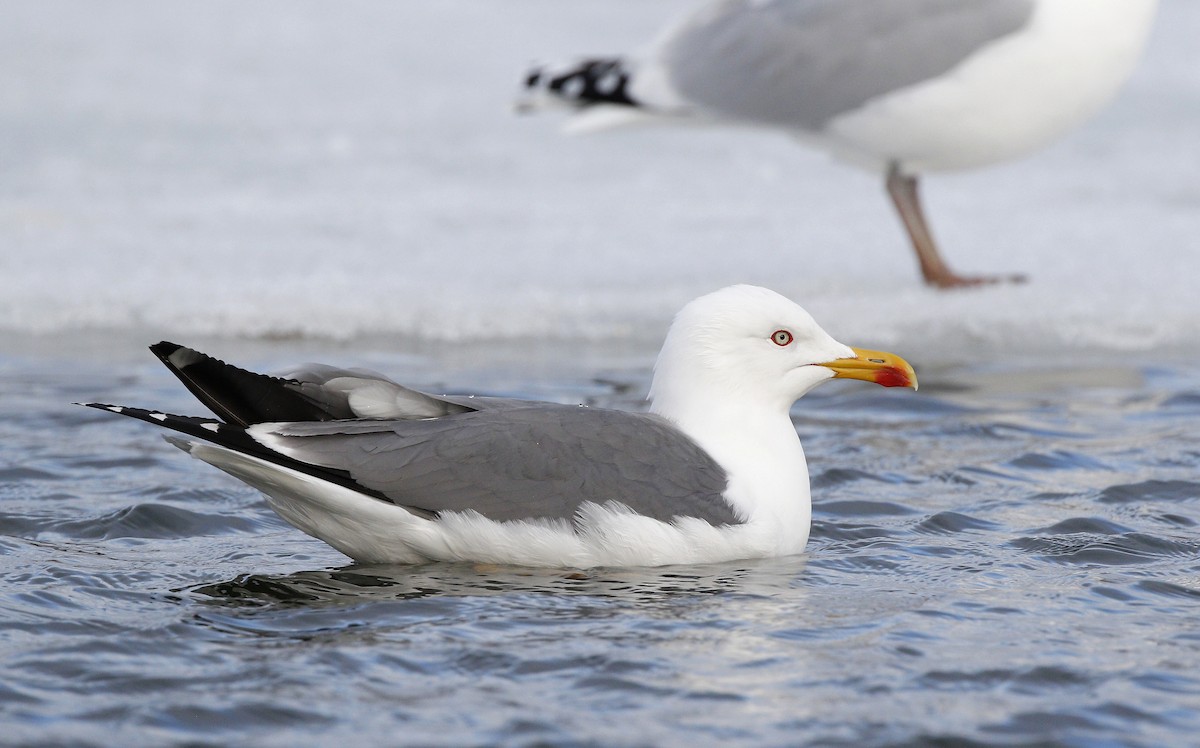Yellow-legged Gull - ML221849541