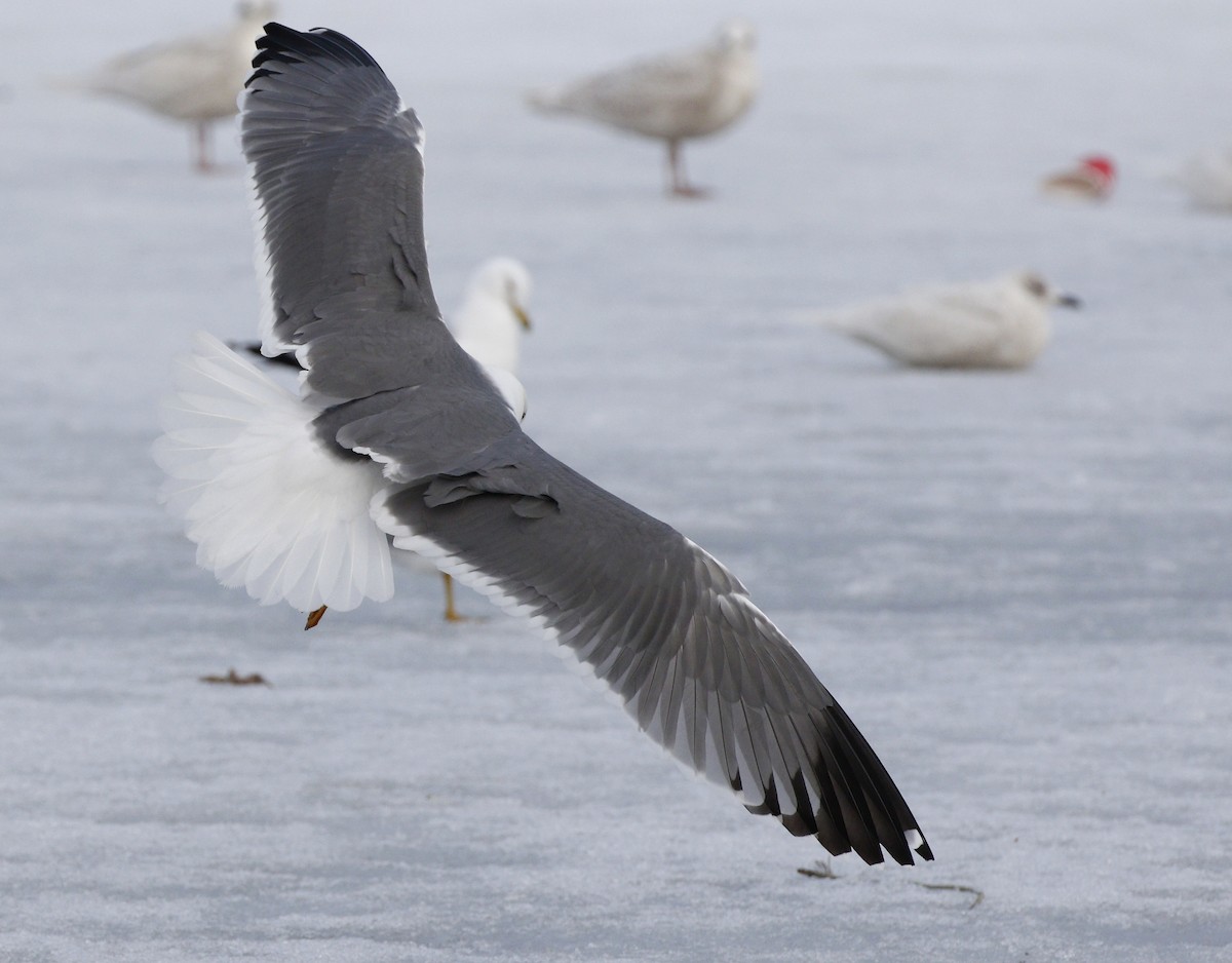 Yellow-legged Gull - ML221849551