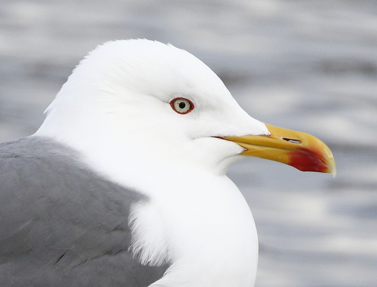 Yellow-legged Gull - ML221849611