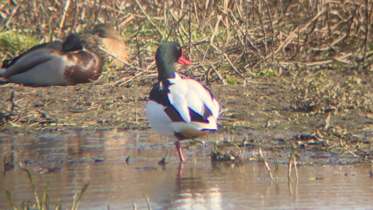 Common Shelduck - ML221850231