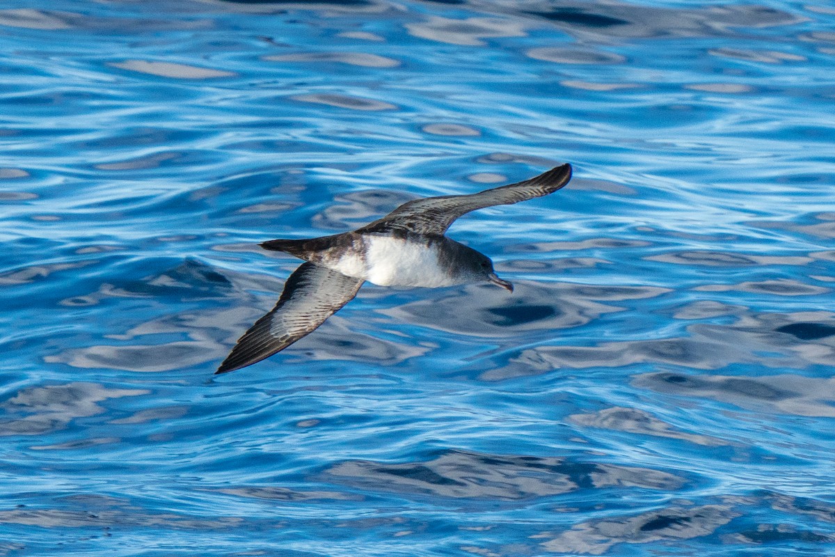 Pink-footed Shearwater - ML221850321
