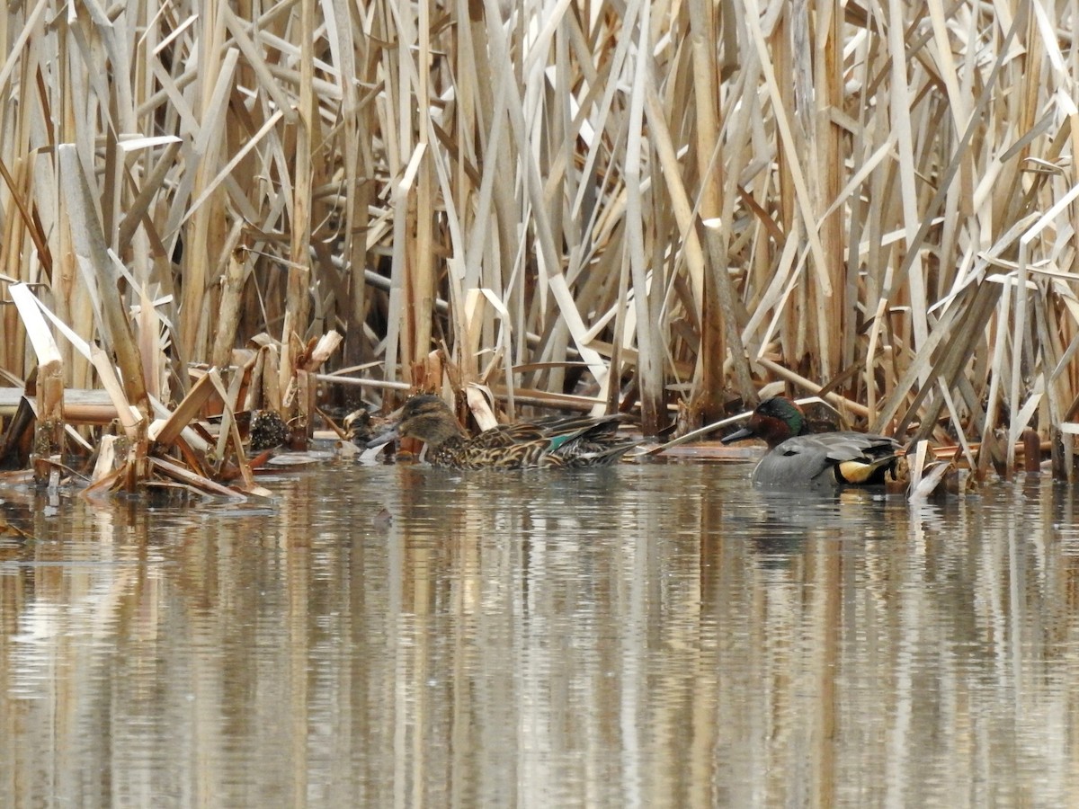 Green-winged Teal - Jean-Marc Emery