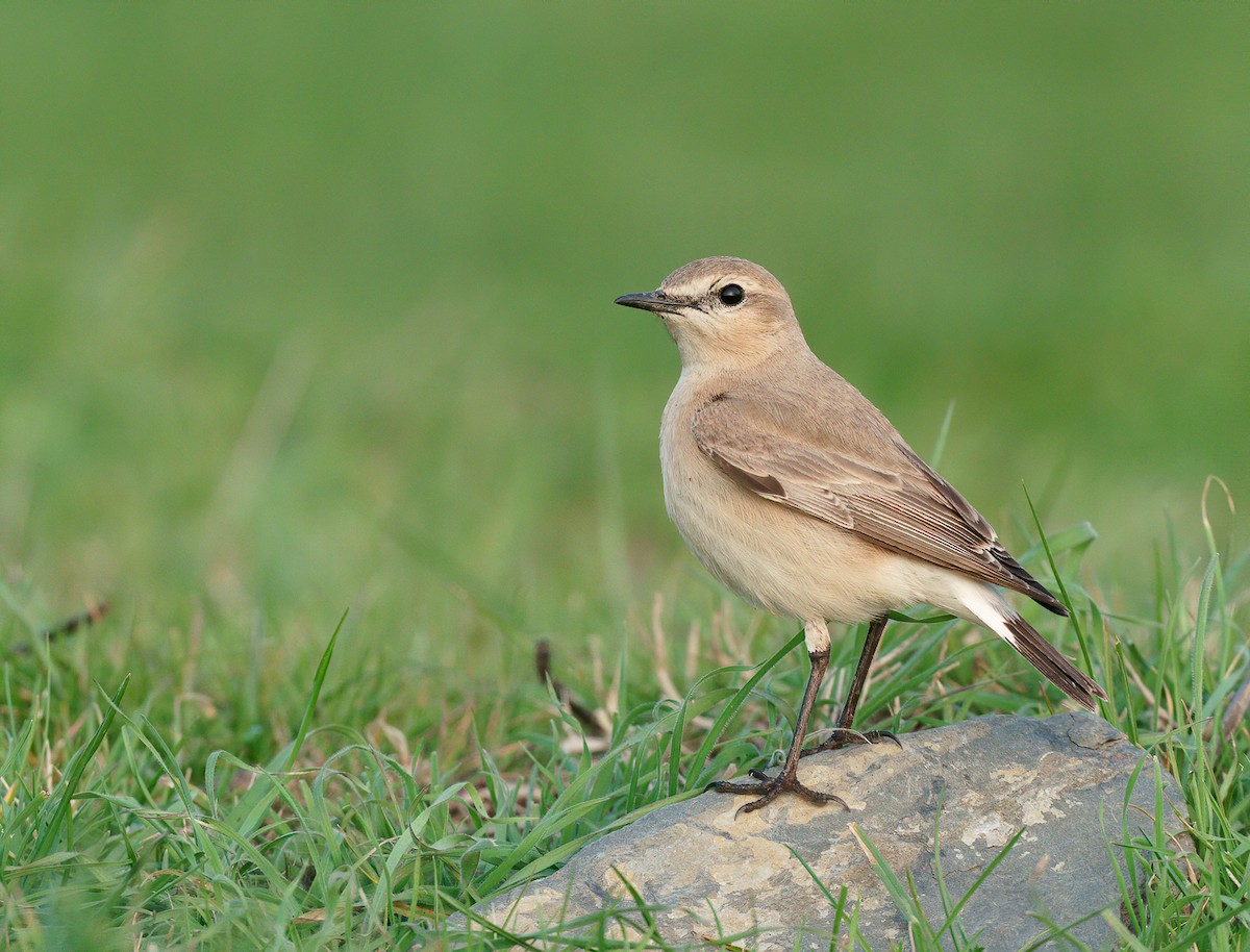 Isabelline Wheatear - babur hakarar