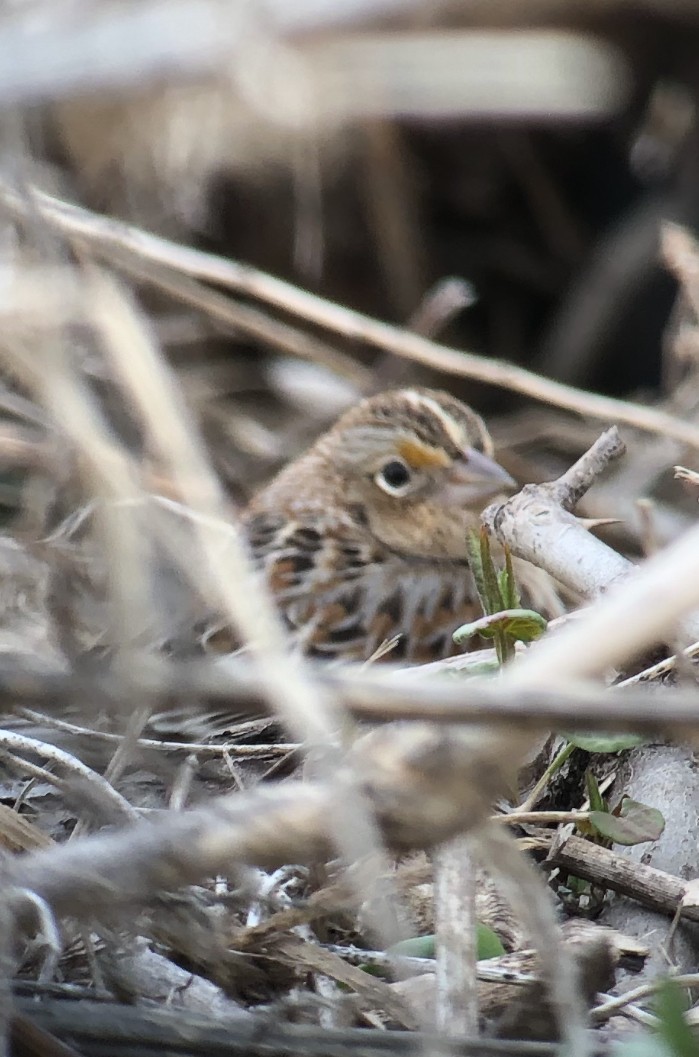 Grasshopper Sparrow - ML221852121