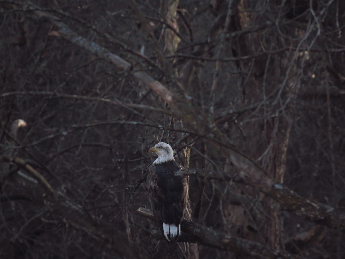 Bald Eagle - ML22185251