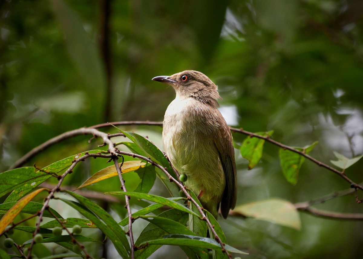 Red-eyed Bulbul - ML221853751