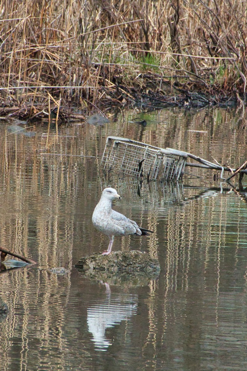 Herring Gull - ML221853771