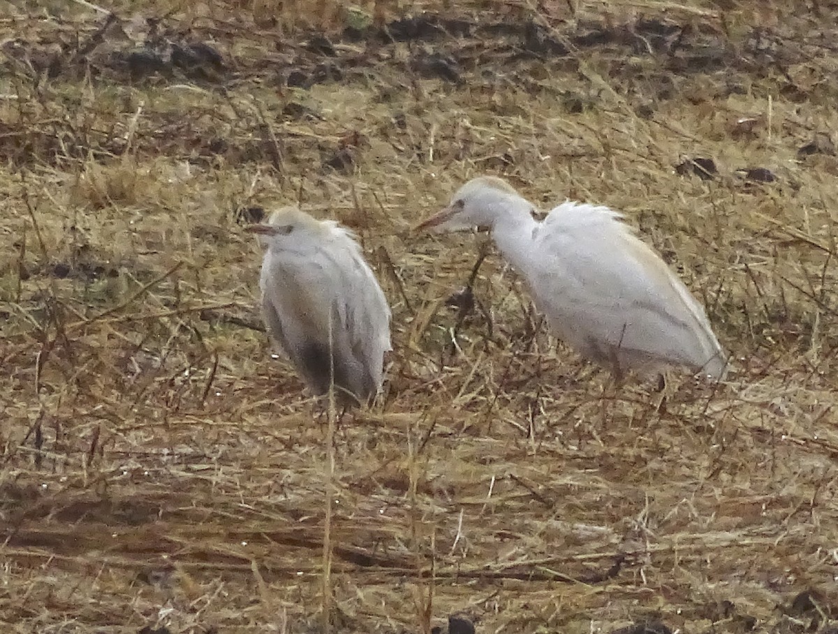 Египетская цапля (ibis) - ML221855241